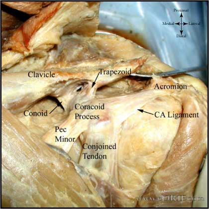 acromioclavicular joint anatomy acromioclavicular joint anatomy