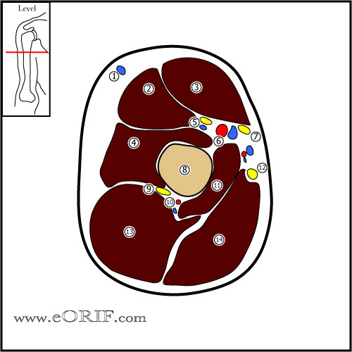 are cross section arm cross sectional anatomy