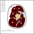 Proximal arm cross sectional anatomy Proximal arm cross section
