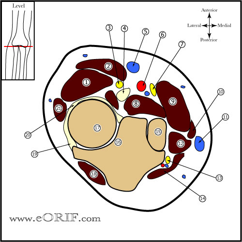 Elbow cross sectional anatomy