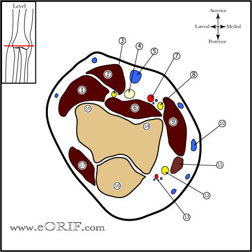 Elbow Cross Sectional Anatomy picture