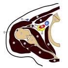 shoulder capsule anatomy shoulder capsule anatomy