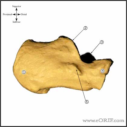 Calcaneous Lateral View Calcaneous Lateral View