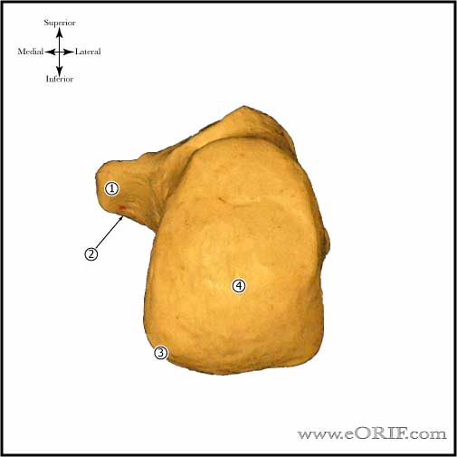 Calcaneous Posterior Calcaneous Posterior View