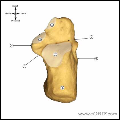 Calcaneous Superior Calcaneous superior view