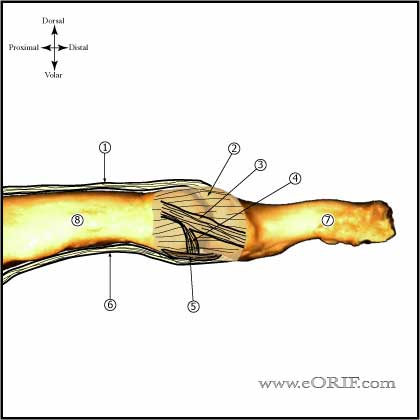 DIP joint anatomy Distal interphalangeal joint anatomy