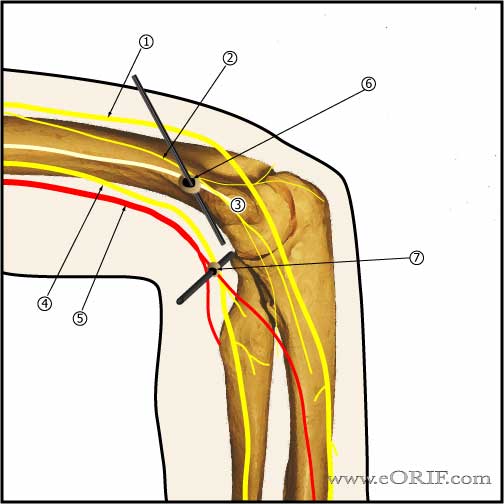Elbow Medial anatomy Elbow medial neuromuscular anatomy