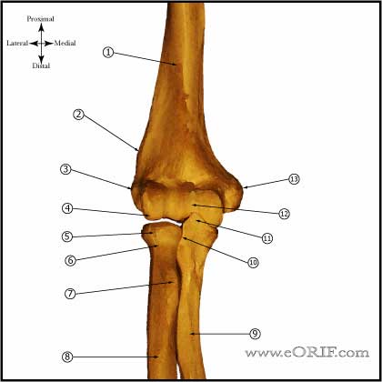 elbow anatomy picture elbow anatomy picutre