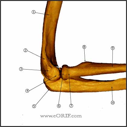 eblow bones elbow osteology