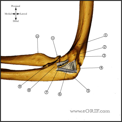 Elbow Ligaments Elbow ligament anatomy