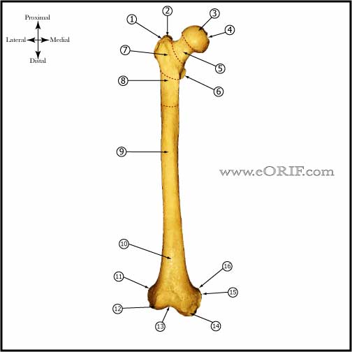 Femur anatomy Femur bone anatomy anterior