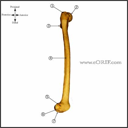 Femur bone anatomy Femur bone anatomy lateral