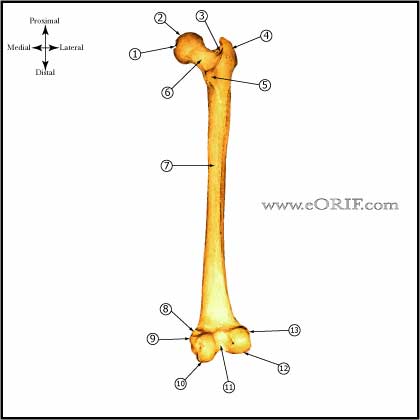 Femur bone anatomy Femur bone anatomy posterior