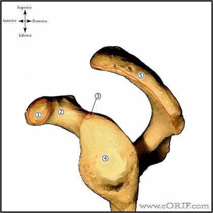 glenoid anatomy glenoid anatomy