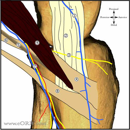 Medial Knee Anatomy medial knee anatomy