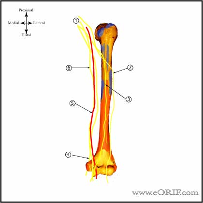 musculocutaneous nerve musculocutaneous nerve