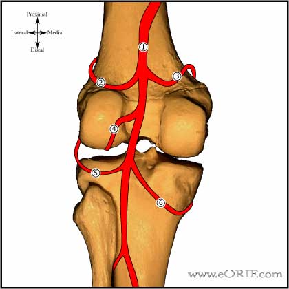 ACL blood supply image ACL blood supply picture