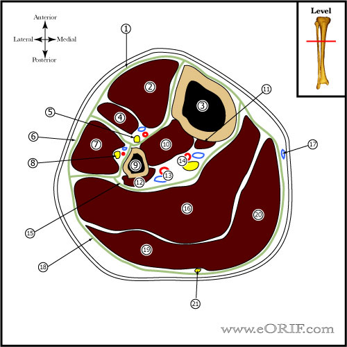 knee cross sectional anatomy knee cross sectional anatomy