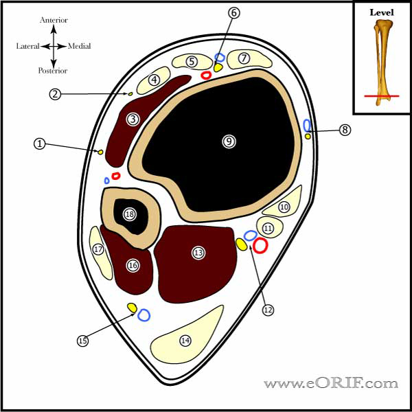 distal tibia cross sectional anatomy distal tibia cross sectional anatomy