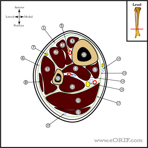 leg cross sectional anatomy leg cross sectional anatomy