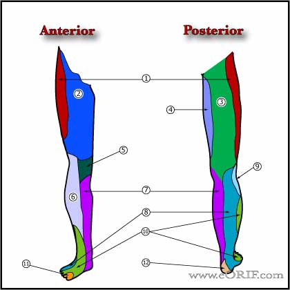 Cutaneous Innervation LE Cutaneous Innervation LE