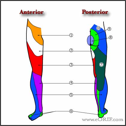 Sensory / Motor Root Lesions Sensory / Motor Root Lesions