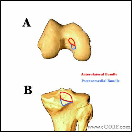 PCL anatomy PCL anatomy image