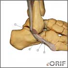 Peroneal tendons