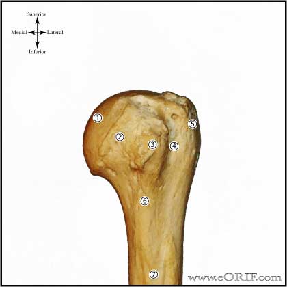 Proximal Humerus Anatomy proximal humerus bone anatomy