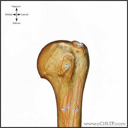 proximal humerus anterior muscle picture proximal humerus anterior muscle picture