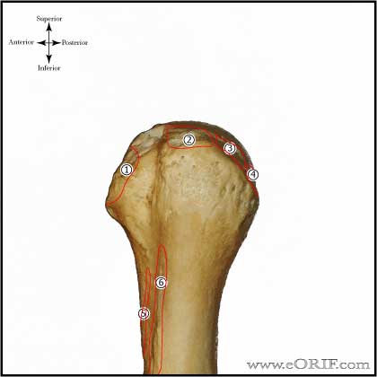rotator cuff insertion picture rotator cuff insertion picture
