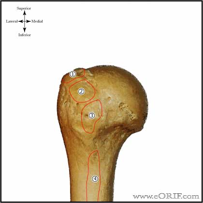 proximal humerus posterior muscle picture proximal humerus posterior muscle picture