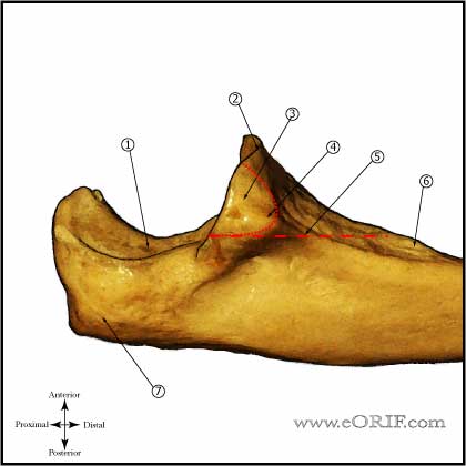 proximal ulna anatomy image proximal ulna anatomy picture
