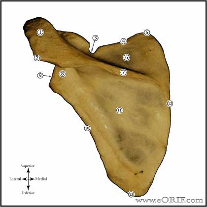 scapular anatomy scapula anatomy