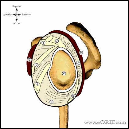 shoulder ligaments shoulder ligaments