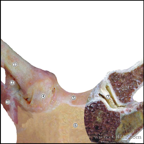 Sternoclavicular Joint Anatomy Sternoclavicular Joint Anatomy