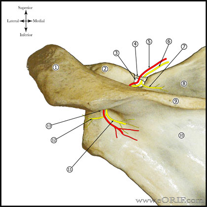 Suprascapular Nerve - Posterior view Suprascapular Nerve - Posterior view