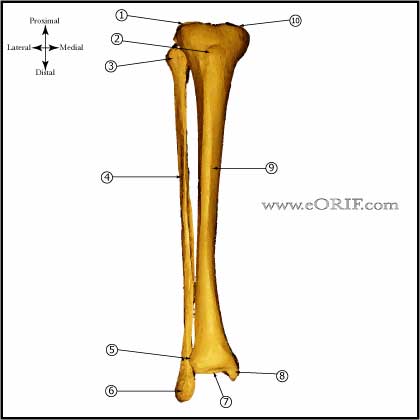 tibial shaft anatomy tibial shaft bone anatomy