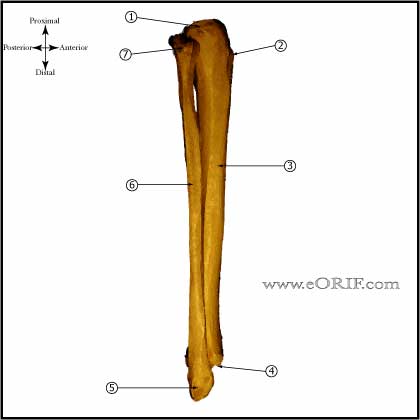 Tibia and Fibula lateral view Tibia and Fibula lateral view