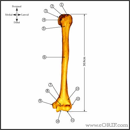 Humeral shaft anatomy Humeral shaft anatomy