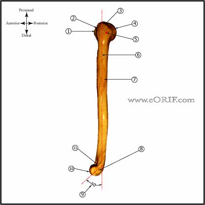 humerus lateral humerus lateral