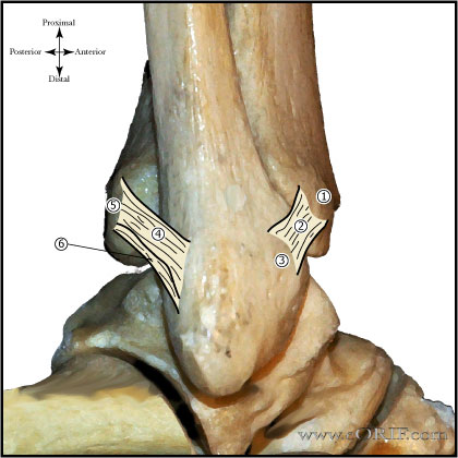 syndesmosis-lateral